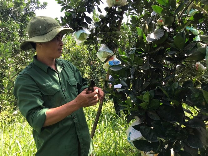 Sau học nghề, anh Bùi Mạnh Cường đã tạo được mô hình phát triển kinh tế từ trồng cây ăn quả.