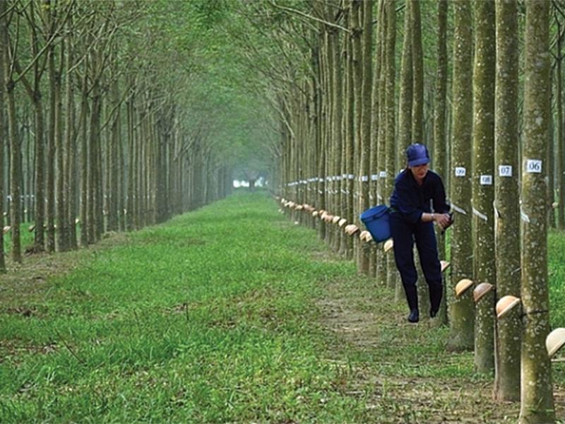 Hơn 2 năm qua, PHR đã chuyển dần vườn cây cao su tại Việt Nam sang Campuchia, đồng thời chuyển đổi mục đích sử dụng đất từ đất trồng cây cao su sang đất công nghiệp để cho thuê.