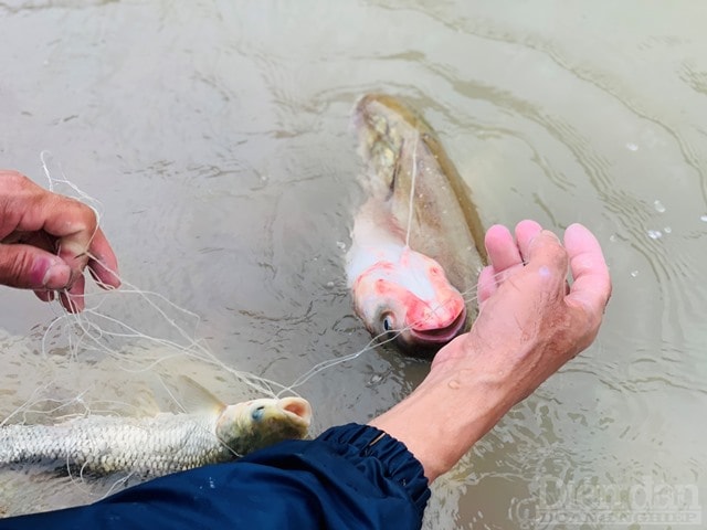 Cá hồ Kẻ Gỗ là cá nước ngọt, chủ yếu là cá mè, cá trắm, cá trôi, với trọng lượng khá 