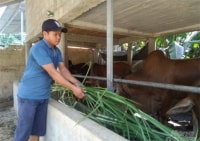 Làm giàu thành công từ mô hình nuôi bò thâm canh