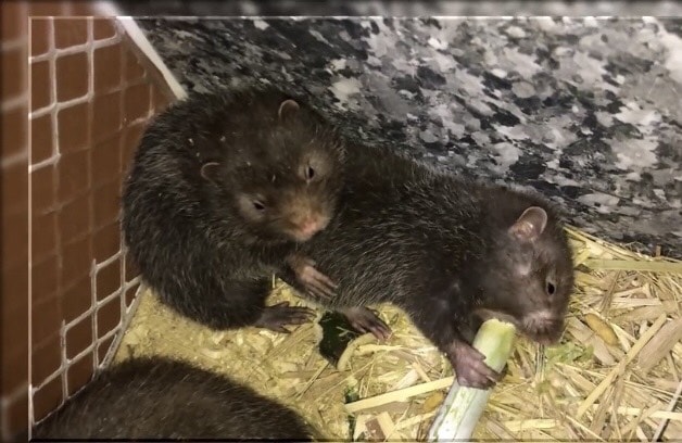 Loài chuột ăn mía, trúc, tre, khoai, sắn, ngô...