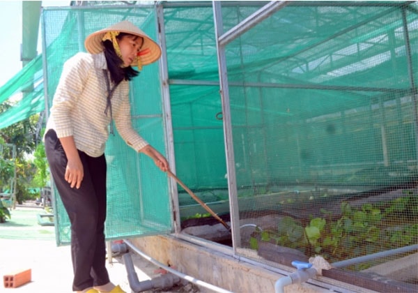 Mô hình nuôi cà cuống của chị Lan. Ảnh: Trần Trung.