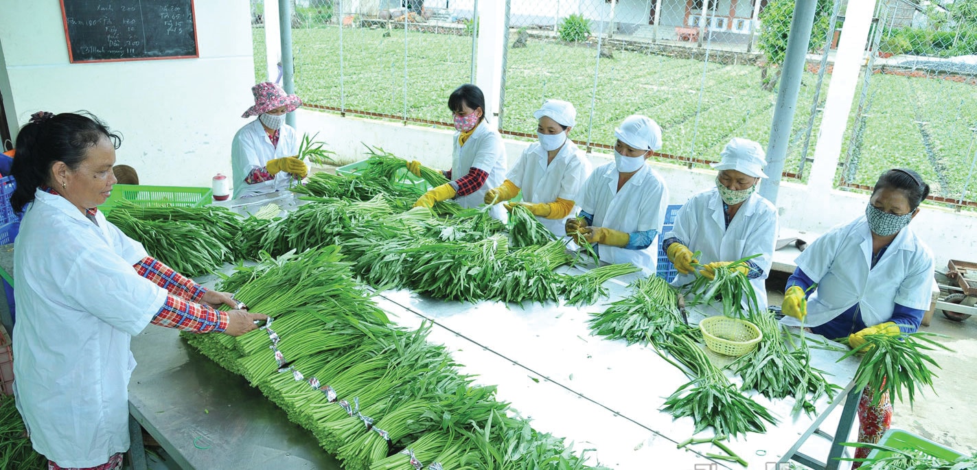   Sơ chế rau ở HTX Rau an toàn Gò Công