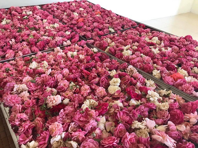 Mỗi ngày xưởng chế biến nhà chị Thúy cho ra đời 10 lít nước hoa hồng, 5kg trà hoa và 3kg bột hoa hồng.