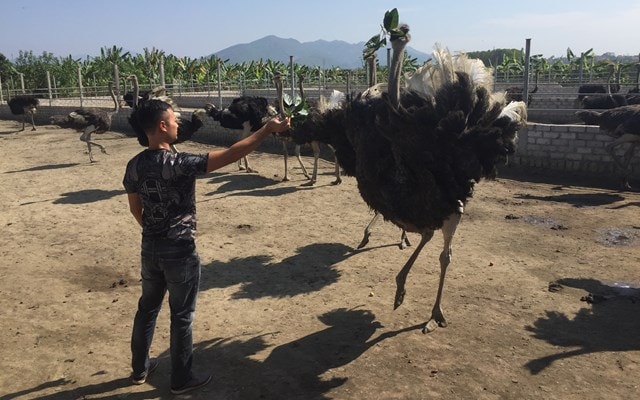 Đàn đã điểu nuôi trong trang trại đã thuần hóa và thân thiện với người.