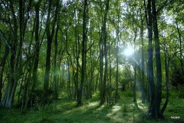 Một góc rừng Nam Cát Tiên