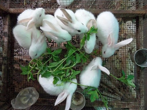 Thỏ là giống dễ nuôi, dễ thích nghi với môi trường sống.