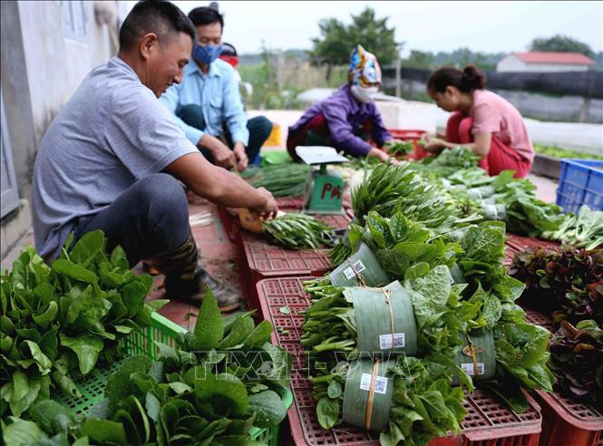 Nhiều chính sách hỗ trợ kinh tế tập thể.