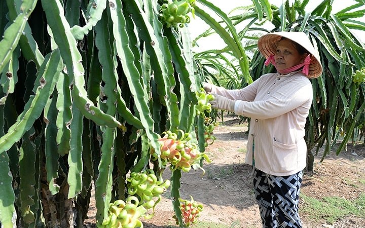 Nông dân huyện Chợ Gạo thu nhập cao từ phát triển cây ăn trái.