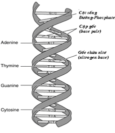 Hình 7. Mô hình cấu trúc DNA