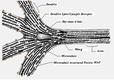 Hình 8 . Sơ đồ vùng trung tâm của neuron cho ta thấy những microtubule nối liền với nhau bởi các MAP.