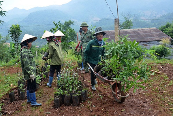 Công nhân Công ty Cổ phần Ðầu tư phát triển mắc ca và giống cây lâm nghiệp Ðiện Biên vận chuyển cây giống phục vụ các dự án trồng mắc ca trên địa bàn tỉnh. Ảnh: Phạm Trung