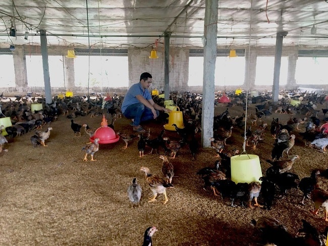 Anh Trần Văn Thủy đang chăm sóc đàn gà 1 tháng tuổi