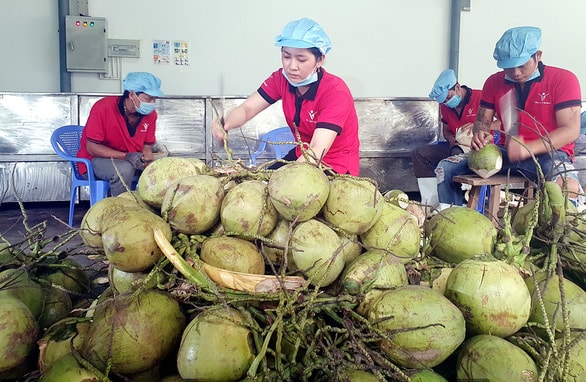 Sơ chế dừa trước khi xuất khẩu tại Công ty Vina T&T Bến Tre - Ảnh: Trần Mạnh