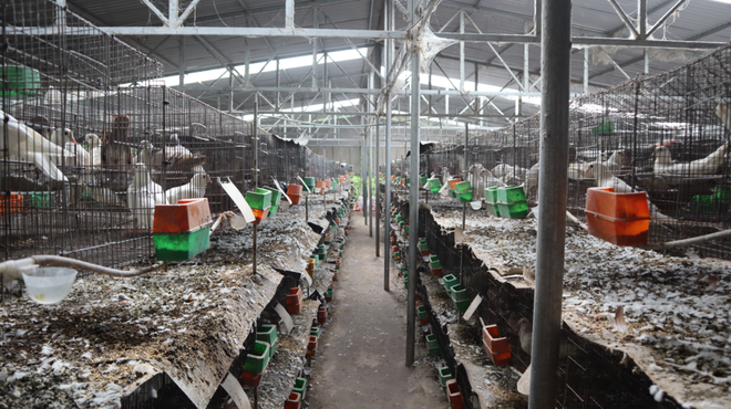 Trại nuôi có diện tích trên 1.000 m2 với 10.000 cặp chim bố mẹ; Ảnh: Hoàng Giáp
