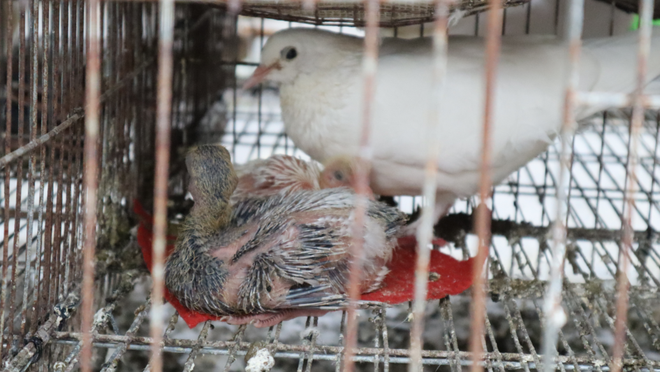 1 cặp chim bố mẹ nếu nuôi tốt có thể sinh sản 12 cặp chim con mỗi năm; Ảnh: Hoàng Giáp