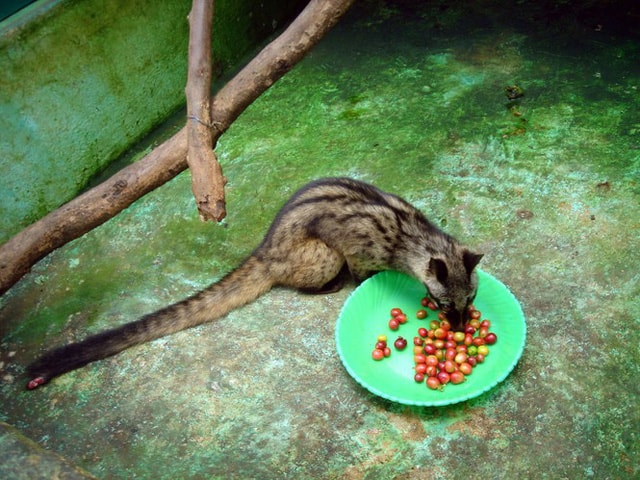 Cà phê chồn đang trở thành mô hình đổi đời cho nhiều hộ trồng cà phê