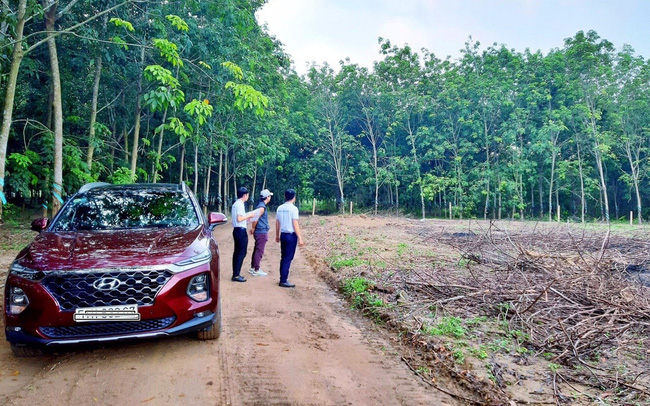 Nhà đầu tư cần lưu ý các quy định của pháp luật về việc chuyển nhượng đất rừng sản xuất. Ảnh:fip.vn