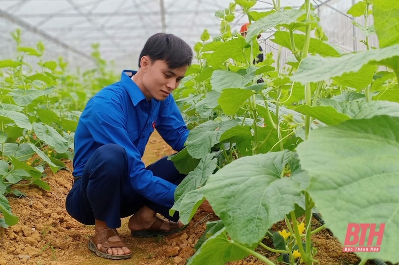 Lương Ngọc Lai chăm sóc dưa vàng trong nhà lưới.