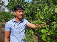 Khởi nghiệp nông nghiệp: Hotboy Gia Lai kiếm nửa tỷ/năm nhờ mê cam sành, quýt đường