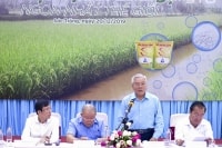Lúa ST 25 sản xuất đại trà, bảo vệ thương hiệu gạo ST 25 như thế nào?