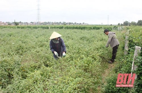 Mô hình trồng cây dược liệu của vợ chồng chị Lê Thị Nước, xã Đông Hoàng (Đông Sơn) cho thu nhập ổn định. Ảnh: phunuthanhhoa.vn