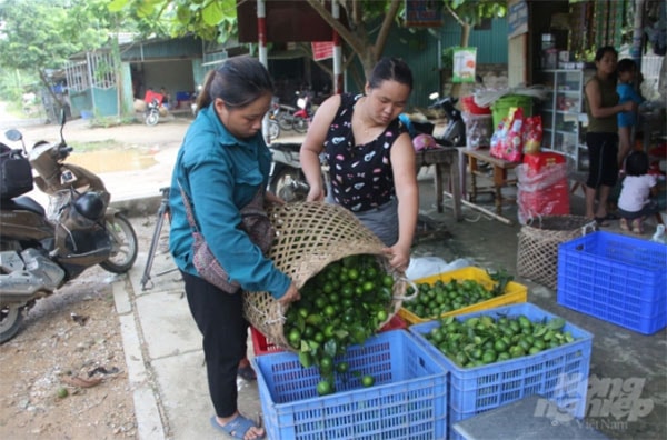 Dù cây chanh tứ mùa đang cho hiệu quả kinh tế khá tốt, nhưng ngành NN-PTNT tỉnh Tuyên Quang khuyến cáo người dân không nên ồ ạt mở rộng diện tích dẫn đến nguy cơ mất giá. Ảnh: Đào Thanh.