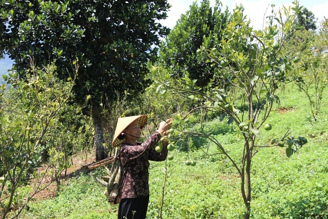 Ban đầu, gia đình bà Sang trồng trái cây