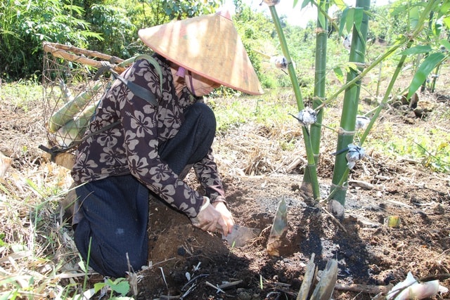 Ba Sang lấy giống măng từ nước ngoài về trồng, loại măng cho thu hoạch quanh năm 