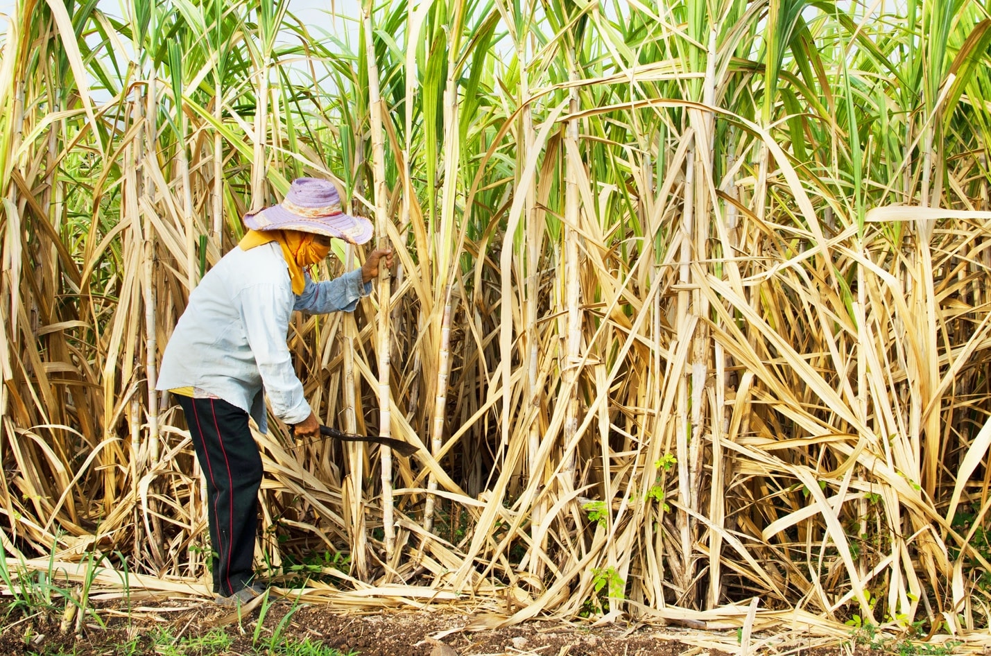 Thuế phòng vệ thương mại là giải pháp cần thiết để bảo vệ nông dân trồng mía