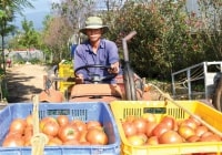 Phát triển hệ sinh thái hỗ trợ doanh nghiệp nông nghiệp ứng dụng công nghệ cao: Tạo lực đẩy từ chính sách