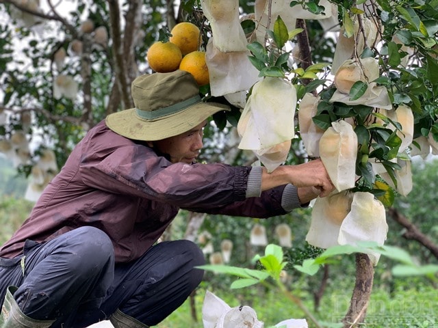 Anh Đinh Văn Quyết, một trong những người dân đầu tiên lên vùng kinh tế mới Khe Mây lập nghiệp cho biết gia đình anh có khoảng 2ha cam. Năm nay cho thu hoạch gần 1.000 gốc. Trung bình mỗi năm, loại cam đặc sản này cho gia đình anh thu nhập từ 400 – 500 triệu đồng.