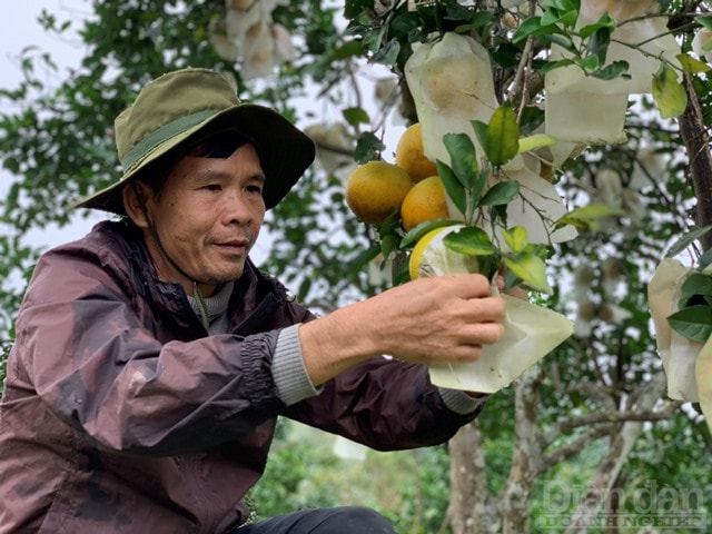 “Việc chăm cây cam không tốn nhiều chi phí nhưng phải cẩn thận, tỉ mẩn. Từng quả cam được bọc trong bao giấy màu trắng để tránh côn trùng phá hoại. Quả nào bị thối hoặc vỏ cam phải được dọn sạch, không được vứt dưới gốc cây bởi dễ gây hiện tượng nấm và dẫn dụ côn trùng vào vườn”, bà Cúc chia sẻ.