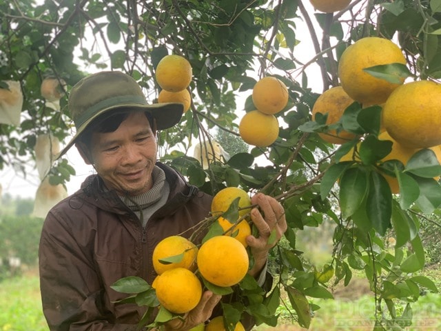 Thời điểm này, cam Khe Mây đang rộ vụ thu hoạch với những vườn cam trải dài trên lưng đồi Khe Mây. Các nhà vườn phấn khởi bởi cam được thương lái thu mua tận vườn hoặc khách hàng trong và ngoài tỉnh đặt mua.