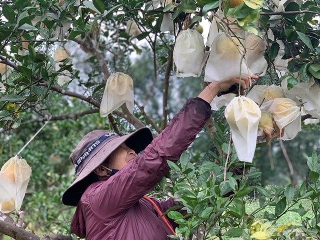 Cam sạch, chất lượng nên thương lái thường đến mua ngay tại vườn hoặc đặt hàng qua mạng xã hội Facebook, qua điện thoại. Không chỉ khách hàng trong tỉnh và các tỉnh khác như Hà Nội, TP Hồ Chí Minh… cũng biết đến mua ăn và làm quà biếu.