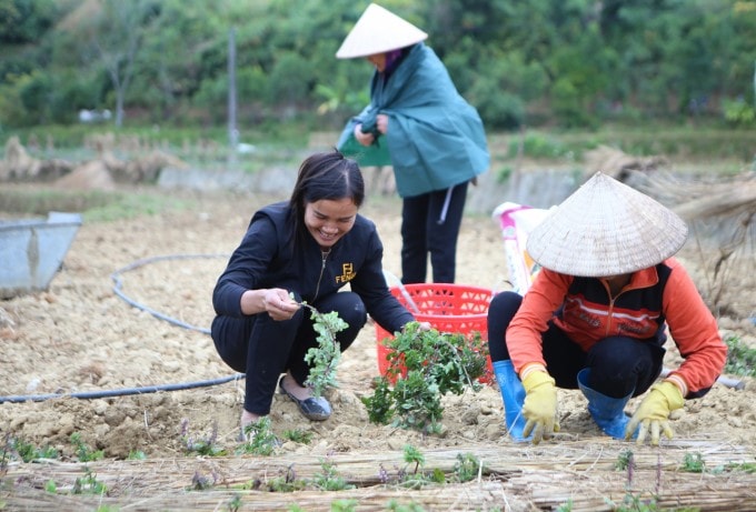 Nông dân xã Tân Tiến đang trồng thạch đen để lấy cây giống cho vụ năm 2021. 