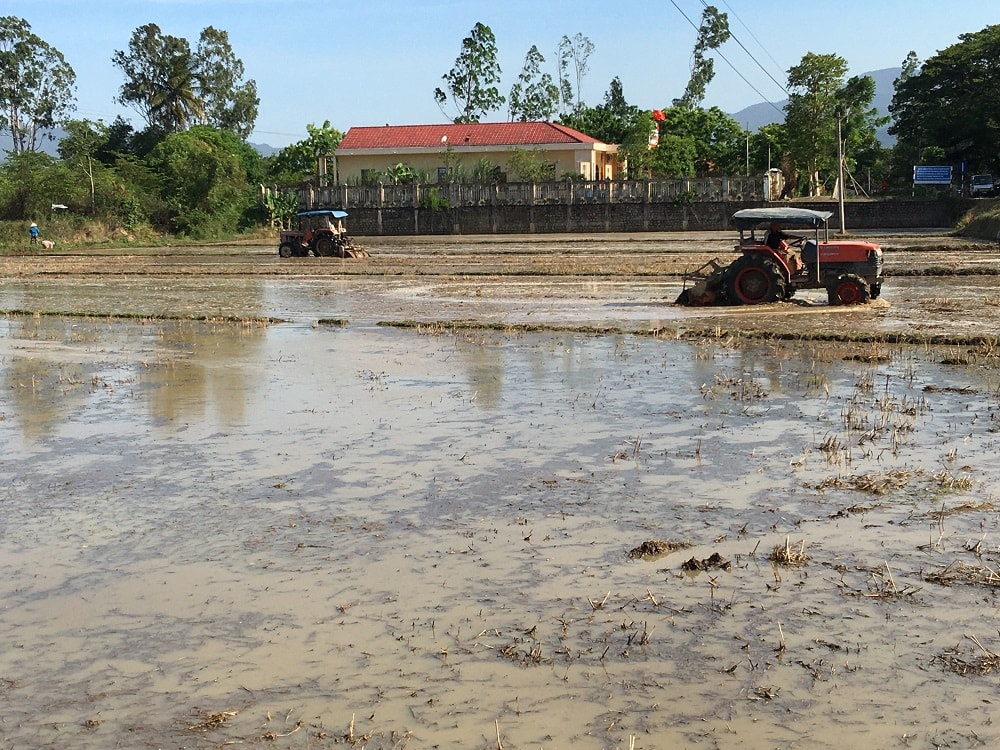 Bà con nông dân ở tỉnh Quảng Trị đang bước vào vụ sản xuất Đông Xuân 2020 – 2021 với nhiều khó khăn nhất từ trước đến nay, khi vừa phải khắc phục hậu quả rất nặng nề của các trận lũ lụt lịch sử vừa qua, vừa lo thiếu giống và vốn đầu tư cho sản xuất. Khôi phục sản xuất chuyển đổi cơ cấu cây trồng phù hợp.p/Theo ông Hà Sỹ Đồng - Phó Chủ tịch Thường trực UBND tỉnh Quảng Trị cho biết, Tỉnh đã quyết liệt chỉ đạo, ưu tiên nguồn lực tập trung khắc phục hậu quả nặng nề do bão lũ gây ra. Năm nay thiên tai rất khắc nghiệt khiến người nông dân vô cùng vất vả, lũ lụt, mưa rét kéo dài khiến người nông dân phải làm đất nhiều lần, tốn nhiều công sức và tiền của. Không những thế, bà con còn nỗi lo thiếu nguồn giống và chi phí sản xuất, bởi những trận lũ lụt vừa qua đã cuốn trôi mất hết tất cả. Trước mắt, tỉnh khẩn trương thực hiện 5 giải pháp gồm: Đảm bảo nguồn giống đủ để sản xuất vụ Đông Xuân 2020-2021; cải tạo đồng ruộng, khôi phục mặt bằng sản xuất và chuyển đổi cơ cấu cây trồng phù hợp trên diện tích đất bị bồi lấp; sửa chữa hệ thống kênh mương thủy lợi phục vụ sản xuất vụ Đông Xuân 2020-2021; đảm bảo cấp nước sinh hoạt hợp vệ sinh cho người dân ở các vùng bị thiệt hại do bão lũ; sửa chữa hạ tầng nghề nuôi trồng thủy sản, tăng cường khai thác vụ cá Bắc để bù đắp sản lượng thủy sản bị thiệt hại do mưa lũ.p/Về lâu dài, tỉnh huy động, lồng ghép nhiều nguồn vốn để vừa khắc phục hậu quả bão lũ, vừa đầu tư xây dựng kết cấu hạ tầng phát triển nông nghiệp bền vững. Vụ Đông Xuân 2020 - 2021, tỉnh Quảng Trị cần khoảng 2.000 tấn lúa, 80 tấn ngô, hơn 20 tấn rau các loại. Ngoài ra, bà con nông dân cũng cần giống để trồng 10.500 ha sắn, 3.000 ha lạc. Ngay sau lũ lụt, Chính phủ, các bộ, ngành và chính quyền địa phương đã và đang hỗ trợ tối đa cho bà con nông dân để khôi phục sản xuất. Thủ tướng Chính phủ vừa chỉ đạo Bộ Nông nghiệp và Phát triển nông thôn xuất cấp không thu tiền 2.340 tấn hạt giống lúa; 500 tấn hạt giống ngô, 40 tấn hạt giống rau cho các tỉnh: Quảng Trị, Quảng Bình, Hà Tĩnh, Thanh Hóa. Trong số này, tỉnh Quảng Trị được hỗ trợ 1.000 tấn hạt giống lúa, 80 tấn hạt giống ngô và 10 tấn hạt giống rau. Tỉnh Quảng Trị dự kiến bố trí khoảng 128 tỷ đồng để khôi phục khẩn cấp sản xuất nông nghiệp sau lũ lụt; trong đó tập trung hỗ trợ nông dân giống cây trồng, vật nuôi, cải tạo mặt bằng đồng ruộng, tái đàn lợn, khắc phục các hệ thống thủy lợi phục vụ sản xuất vụ Đông Xuân 2020 - 2021. Đối với diện tích đất lúa bị đất cát bồi lấp do lũ lụt, ngành nông nghiệp Quảng Trị cũng đã lên phương án khắc phục. Giúp bà con nông dân sản xuất đúng lịch thời vụ. Theo ông Hồ Xuân Hòe - Giám đốc Sở NN & PTNT tỉnh Quảng Trị cho biết: Đối với diện tích đất lúa bị vùi lấp sâu dưới 15cm, hướng dẫn bà con nông dân cải tạo, san ủi mặt bằng, vệ sinh, cải tạo đồng ruộng bằng vôi và chế phẩm vi sinh để làm đất kịp gieo cấy vụ Đông Xuân đang cận kề. Ruộng bị vùi lấp sâu từ 15 - 30cm, dùng các máy xúc, máy ủi để thu dọn lượng đất cát bồi trên đồng ruộng, sau đó dùng vôi và chế phẩm vi sinh để cải tạo đồng ruộng. Ruộng bị vùi lấp sâu trên 30cm, hướng dẫn nông dân cải tạo, san ủi mặt bằng, vệ sinh, xử lý đồng ruộng bằng vôi và chế phẩm vi sinh; sau đó làm đất, lên luống cao để chuyển đổi sang trồng các loại cây trồng ngắn ngày như rau màu, ngô, lạc. Hiện nay, giống từ Trung ương hỗ trợ, cùng với lượng giống còn dự trữ trong dân và các đơn vị cung ứng nên tỉnh cơ bản đảm bảo đủ lượng giống lúa, ngô, rau cho bà con nông dân sản xuất vụ Đông Xuân 2020 - 2021. Khó khăn nhất hiện nay là thiếu nguồn giống sắn và lạc, vì giống loại này không có trong nguồn giống dự trữ quốc gia. Do đó, tỉnh đang lên phương án hỗ trợ khoảng 200 tấn lạc giống và 5.000 tấn hom giống sắn, cho bà con nông dân sản xuất. Đối với chăn nuôi, tỉnh cần khoảng 1 triệu con giống gia cầm, 8.000 con giống gia súc để khôi phục sản xuất sau lũ lụt. Đến nay, Trung ương và các chương trình, dự án đã cấp 243.000 con giống gia cầm nuôi thịt, để hỗ trợ cho người chăn nuôi bị thiệt hại do lũ lụt. Trung ương cũng đã hỗ trợ tỉnh 30.000 lít hóa chất để xử lý môi trường chăn nuôi, 105 tấn chlorine 65% để xử lý môi trường trong nuôi trồng thủy sản. Bộ Nông nghiệp và Phát triển nông thôn cũng đã giao cho tỉnh 220.000 con gà giống một ngày tuổi để úm gà đạt 21 ngày tuổi, nhằm đảm bảo chất lượng con giống cấp cho người dân khôi phục chăn nuôi sau lũ lụt. Để hỗ trợ bà con nông dân sản xuất kịp thời vụ Đông Xuân 2020 - 2021, Tỉnh Quảng Trị đã phát động ra quân làm thủy lợi, vệ sinh đồng ruộng nạo vét, tu sửa các công trình thủy lợi; đắp sửa, hàn gắn tạm thời bằng đất những đoạn kênh mương bị hư hỏng nhằm hạn chế thất thoát nước; sửa chữa các máy bơm, trạm bơm để kịp thời cấp nước phục vụ sản xuất và sinh hoạt; sửa chữa hệ thống giao thông nội đồng để phục vụ vận chuyển giống, vật tư, phân bón; vệ sinh đồng ruộng để bà con nông dân sản xuất đúng lịch thời vụ.