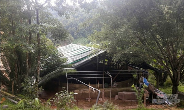 Các bể nuôi cá hồi, cá tầm được ông Sâm đặt dưới những tán cây để đảm bảo bể cá luôn mát mẻ, nhiệt độ nước không vượt ngưỡng 23 độ C. Ảnh: Võ Dũng.