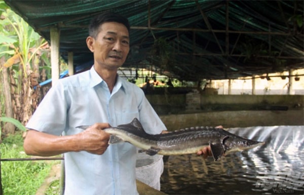 Bình quân, từ nuôi cá hồi, cá tầm ông Sâm thu lãi ròng 500-600 triệu đồng. Ảnh: Võ Dũng.