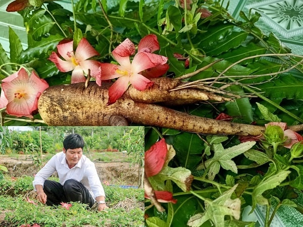 Với diện tích 3,5 công đất anh Vũ Công Định thu hoạch được trên 4,5 tấn sâm bố chính, với giá bán khoảng 300.000 đồng/kg, tổng doanh thu từ vụ sâm đầu tiên được 1,2 tỉ đồng