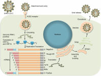 Dò theo virus SARS-CoV-2 với trình tự hệ gene