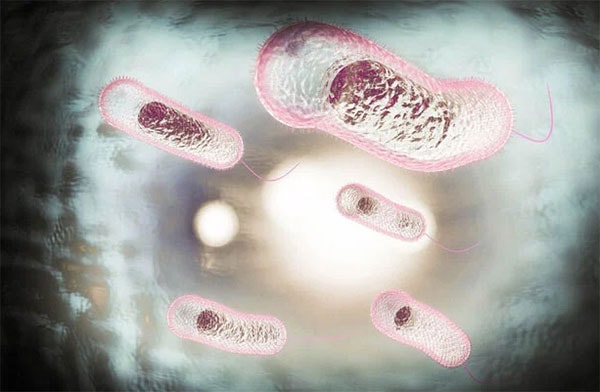 Ảnh: Vi khuẩn Vibrio cholerae