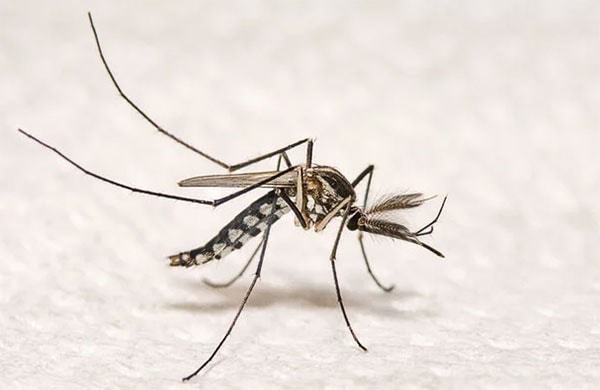 Bệnh sốt rét là một trong những kẻ giết người lớn nhất trong lịch sử loài người.