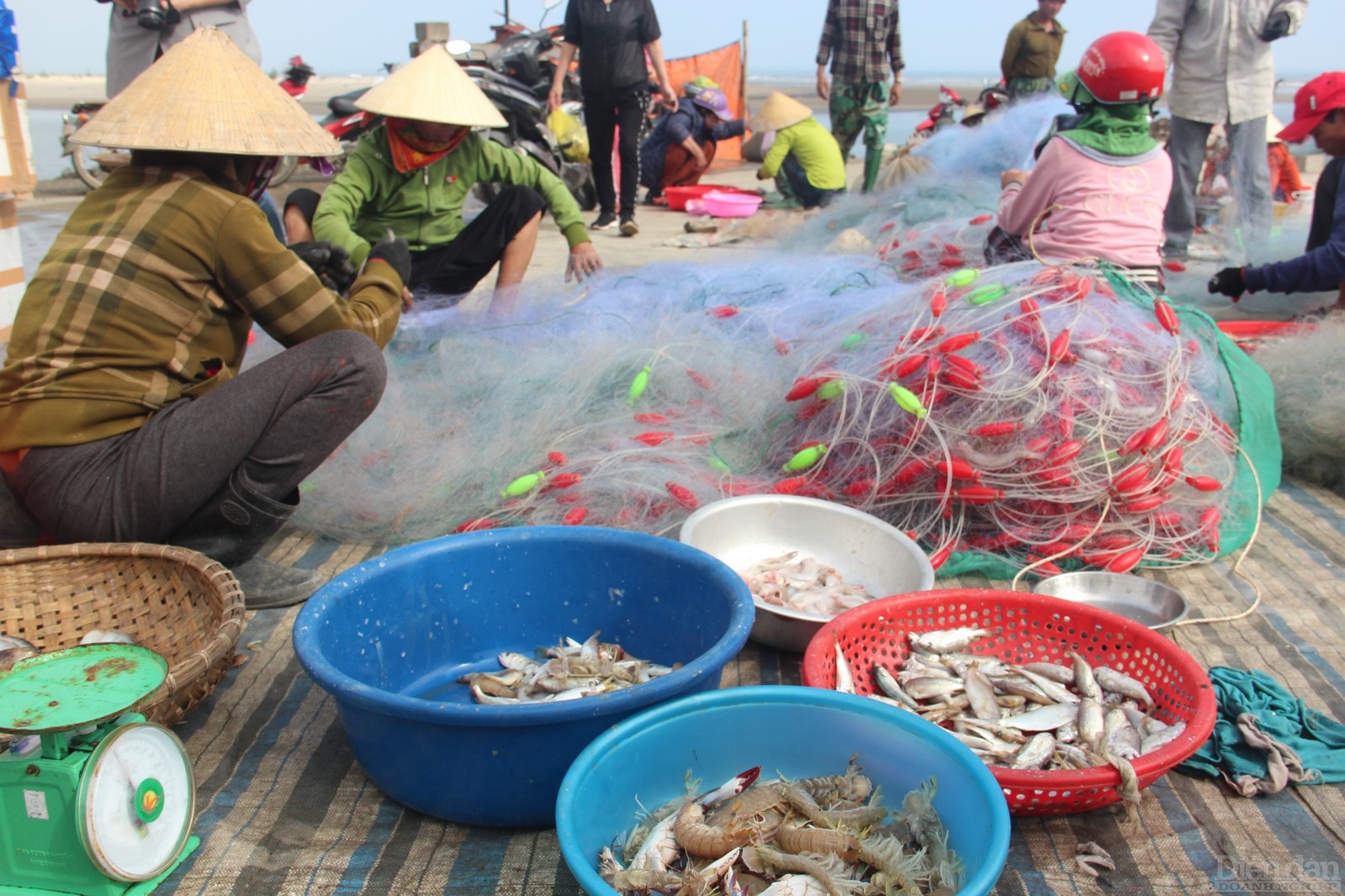 Một số ngư dân mang cả mẻ lưới đưa lên bờ để phân loại.