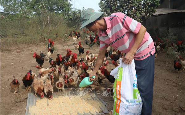 Anh Lý Trung Vân chăm sóc đàn gà ri sạch.