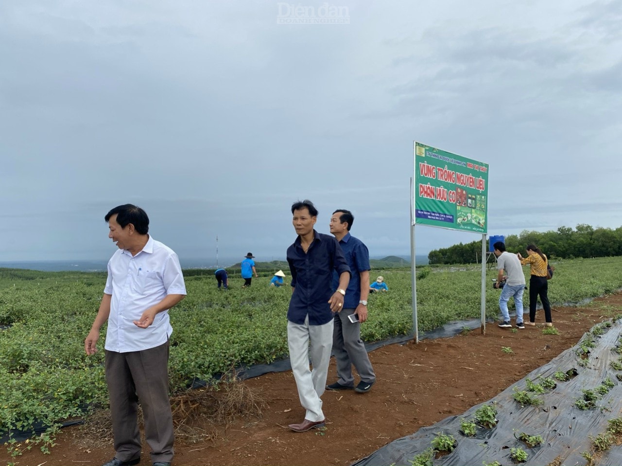 Vùng trồng nguyên liệu cà gai leo của công ty