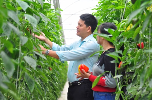 Trồng ớt chuông công nghệ cao, mỗi tháng gia đình ông Võ Văn Thịnh có nguồn thu nhập cả tỷ đồng. Ảnh: Minh Hậu.