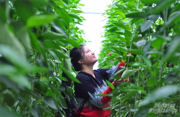 Trồng trong nhà kính và áp dụng các trang thiết bị hiện đại, quy trình sản xuất khoa học nên dịch bệnh trên cây trồng được kiểm soát chặt chẽ. Ảnh: Minh Hậu.