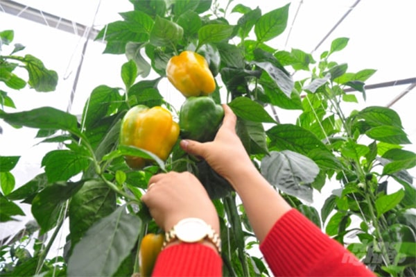 Sau 3 tháng xuống giống, ớt bắt đầu cho thu hoạch. Ảnh: Minh Hậu.