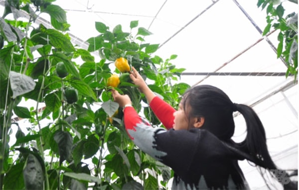 Gia đình ông Thịnh đang hướng đến xây dựng khu nhà xưởng đóng gói, mở rộng diện tích sản xuất để xuất khẩu. Ảnh: Minh Hậu.